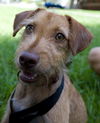 Idalia the Loving Terrier Mix