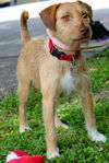 Idalia the Loving Terrier Mix