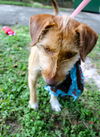 Idalia the Loving Terrier Mix