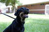 Gerome the Rottie
