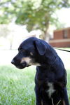 Gerome the Rottie