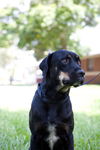 Gerome the Rottie
