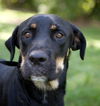 Gerome the Rottie