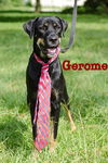 Gerome the Rottie