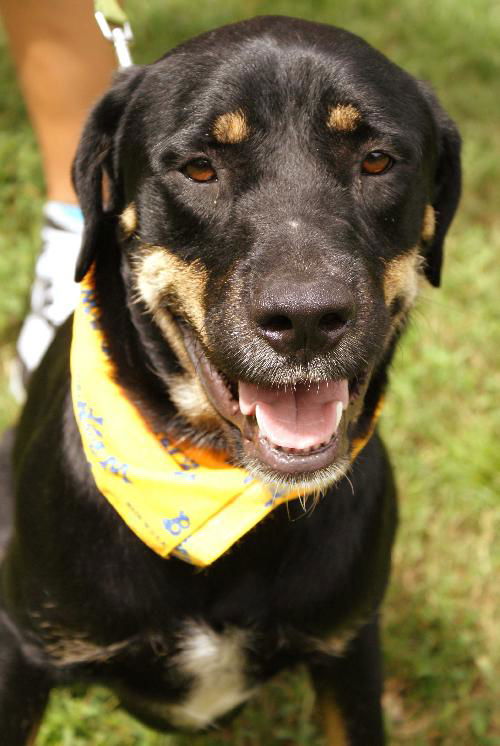 Gerome the Rottie
