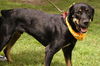 Gerome the Rottie