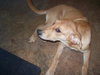 JT the Super Sweet Lab