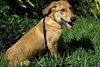 JT the Super Sweet Lab