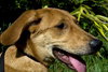 JT the Super Sweet Lab