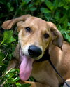 JT the Super Sweet Lab