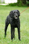 Chenell the Standard Poodle/ Giant Schnauzer