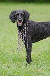 Chenell the Standard Poodle/ Giant Schnauzer