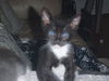 Bo the Sweetest Ever Kitten