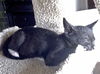 Bo the Sweetest Ever Kitten