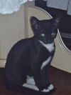 Bo the Sweetest Ever Kitten