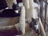 Bo the Sweetest Ever Kitten