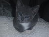 Charlie the Adorable Kitten
