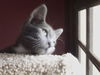 Charlie the Adorable Kitten