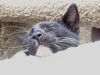 Charlie the Adorable Kitten