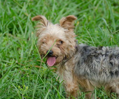 Yankee the Yorkie