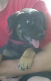 Riley the Sweet Shepherd/Rottie Puppy