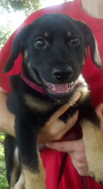 Riley the Sweet Shepherd/Rottie Puppy