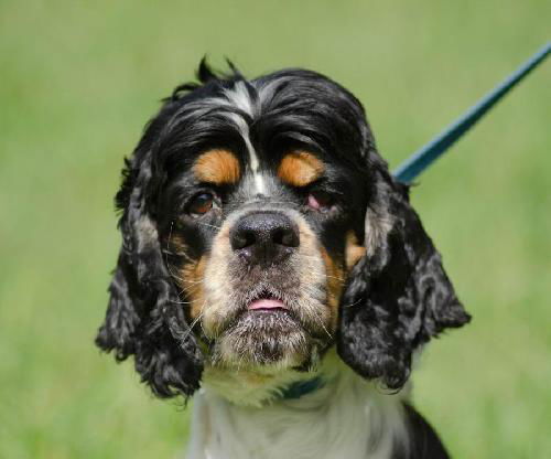 Deacon the Cocker Spaniel