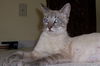 Tawney The Siamese
