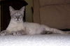 Tawney The Siamese