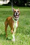 Toby the Beautiful Boxer