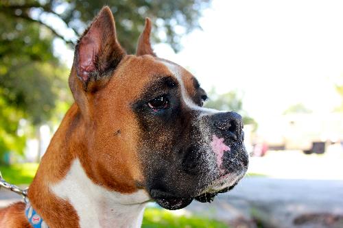Toby the Beautiful Boxer