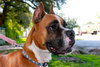 Toby the Beautiful Boxer