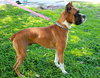Toby the Beautiful Boxer