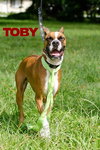 Toby the Beautiful Boxer