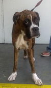 Sara the Boxer Mamma