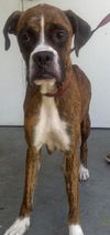 Sara the Boxer Mamma