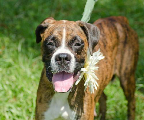 Sara the Boxer Mamma
