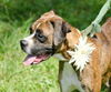 Sara the Boxer Mamma