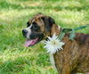 Sara the Boxer Mamma