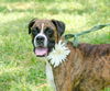 Sara the Boxer Mamma