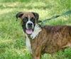 Sara the Boxer Mamma