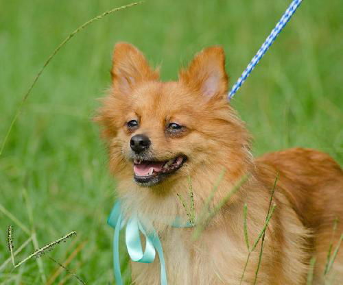 Esme the Pomeranian