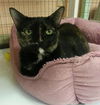 Scarlet the Lap Loving FrontDeclawed Tortie Beauty