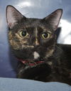 Scarlet the Lap Loving FrontDeclawed Tortie Beauty