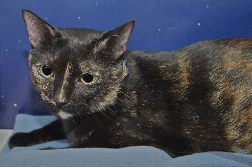 Scarlet the Lap Loving FrontDeclawed Tortie Beauty
