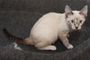 Sprite the Bubbly Siamese Kitten