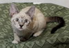 Sprite the Bubbly Siamese Kitten