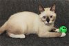 Kit Kat the Snowshoe Siamese Kitten