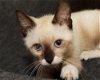 Kit Kat the Snowshoe Siamese Kitten