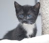 Harry the Loving Tuxedo Kitten